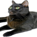 bombay cat health problems