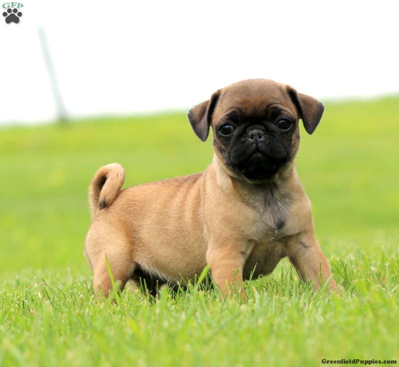 pug mixes for sale