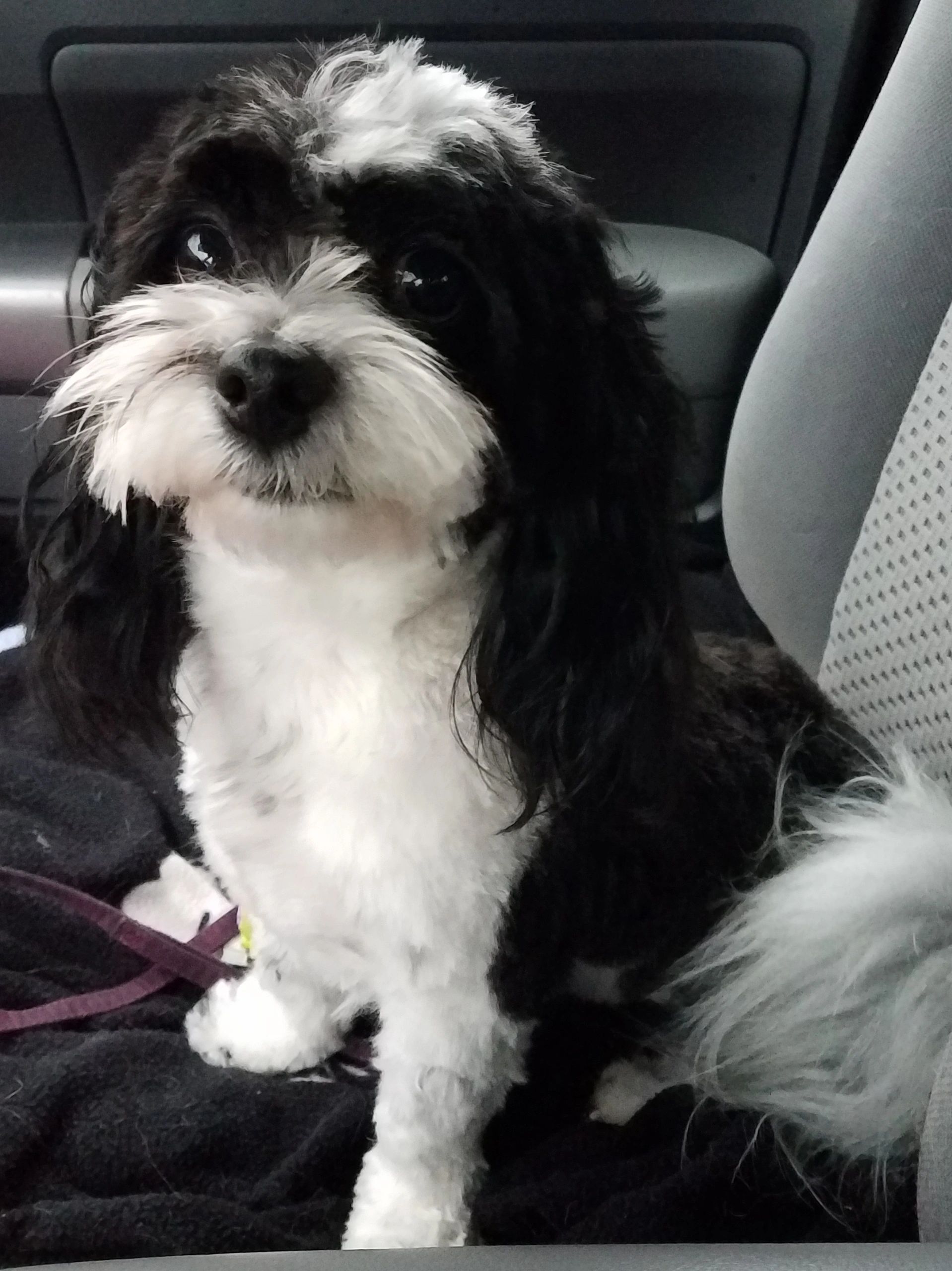 small dogs for adoption st louis