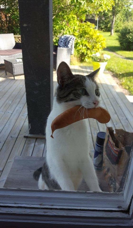 cat with sausage