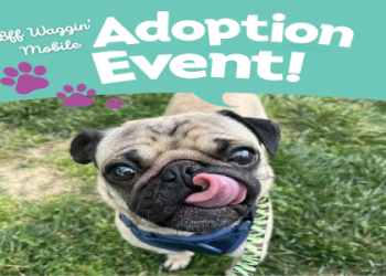 petsmart dog adoption near me