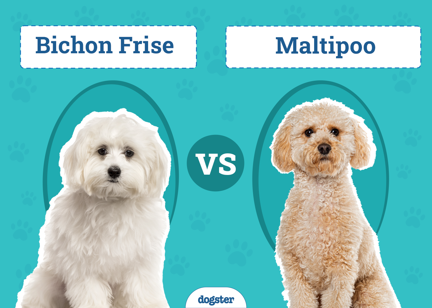 maltipoo bichon mix