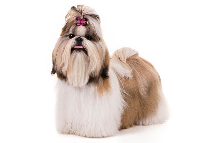 picture of a shih tzu