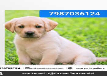 online puppy shopping