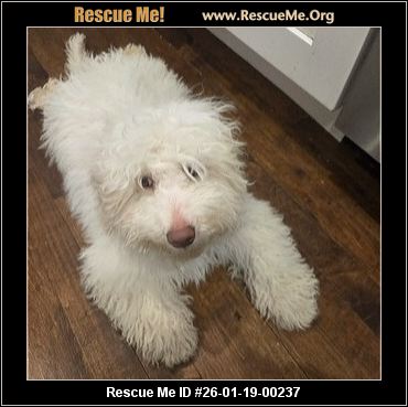 illinois poodle rescue