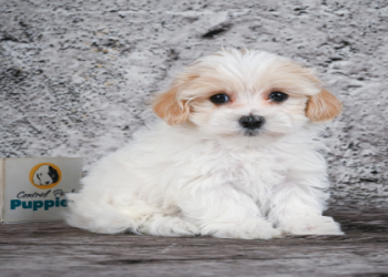 maltipoo puppies in pa