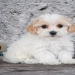 maltipoo puppies in pa
