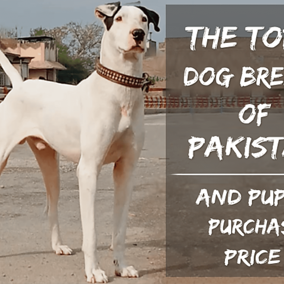 dog breeds in pakistan
