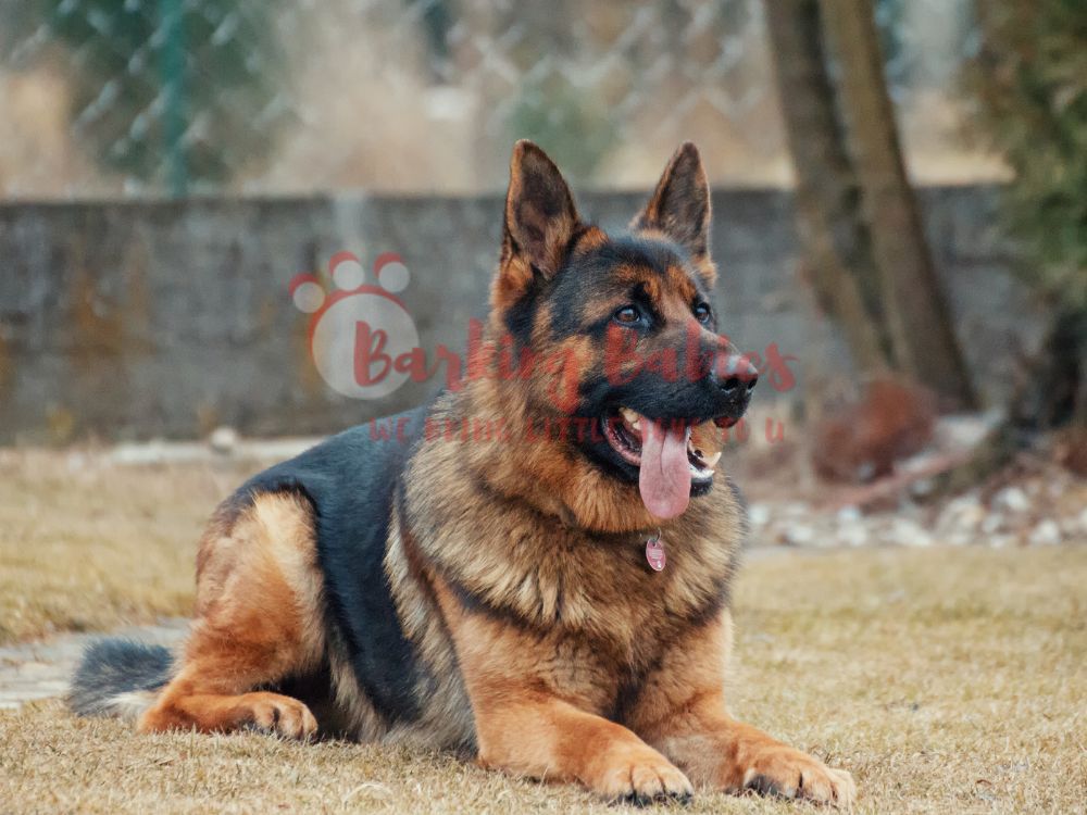 gsd dog price in india