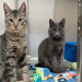 cats for rescue