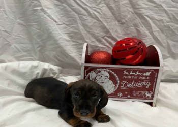 mini dachshund puppies for sale nj