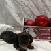 mini dachshund puppies for sale nj