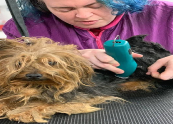 yorkshire terrier rescue michigan