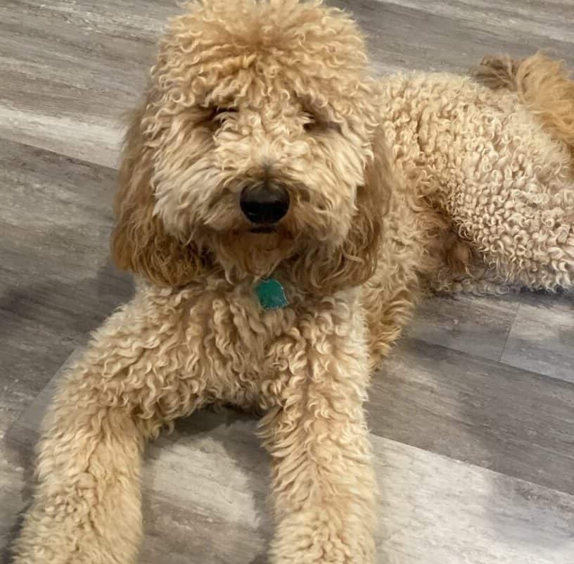 goldendoodle for adoption near me