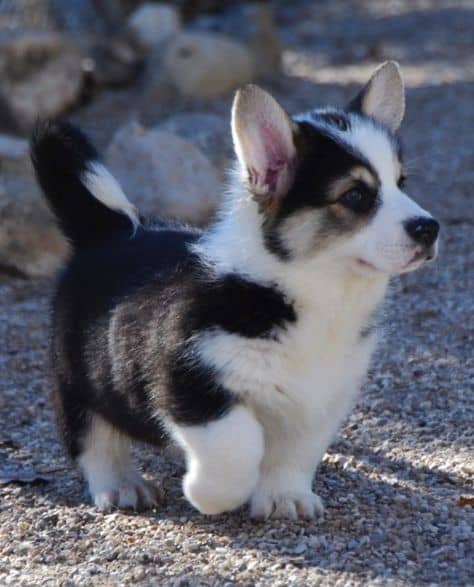 husky corgi mix puppy for sale