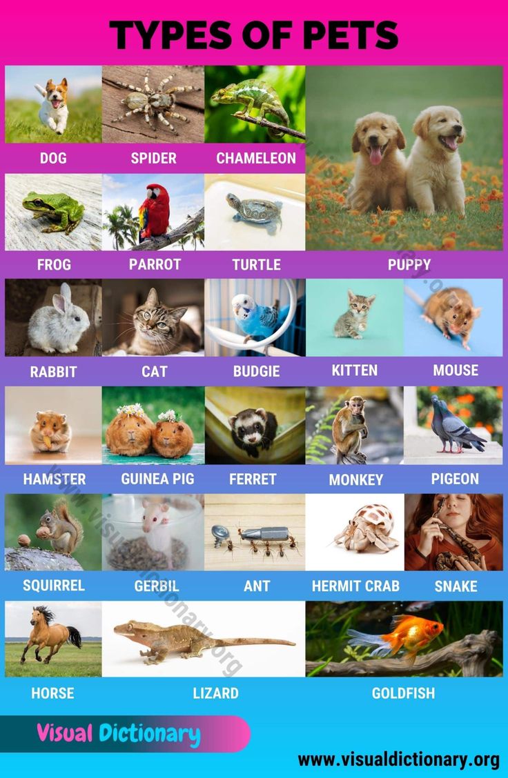pets kinds