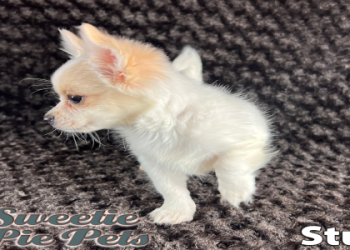 where can i adopt a chihuahua near me