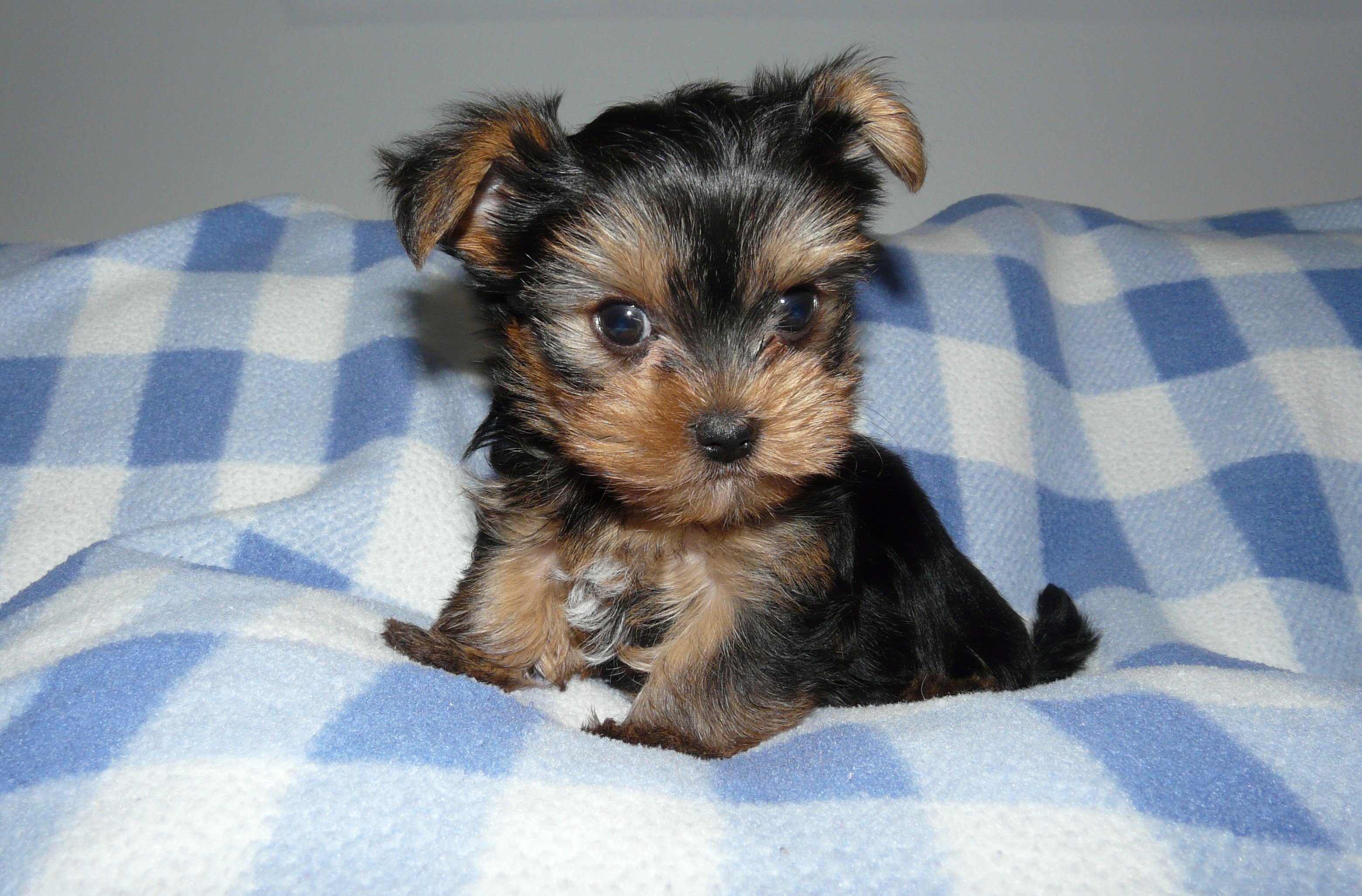 yorkshire terrier for sale washington state