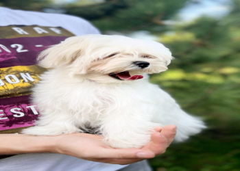 cheap small breed puppies for sale