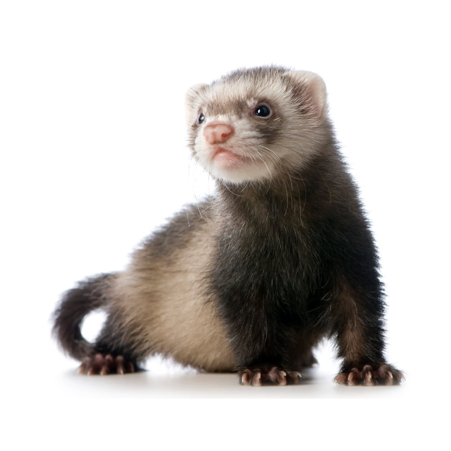 how much do ferrets cost at petco