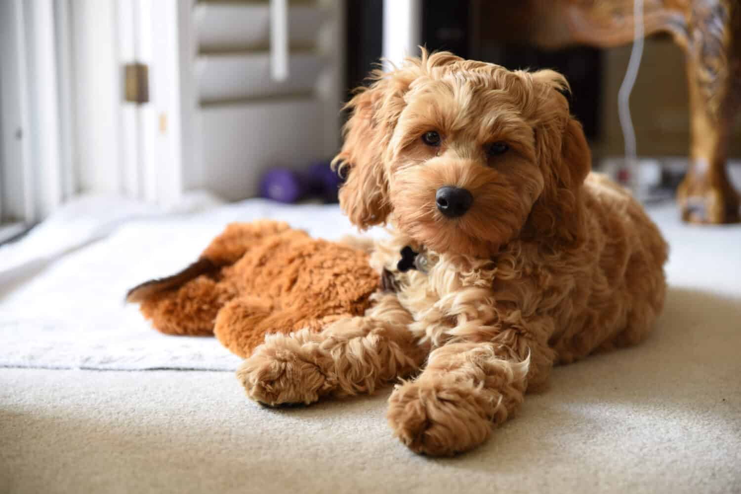 buy a cockapoo