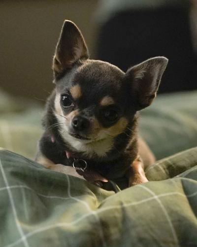 betty chihuahua