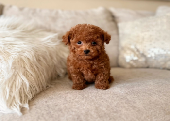 maltipoo bichon mix