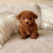maltipoo bichon mix
