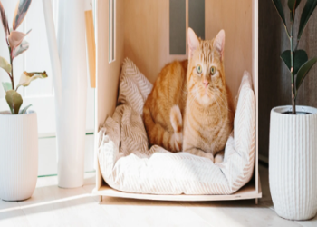 petfinder northampton