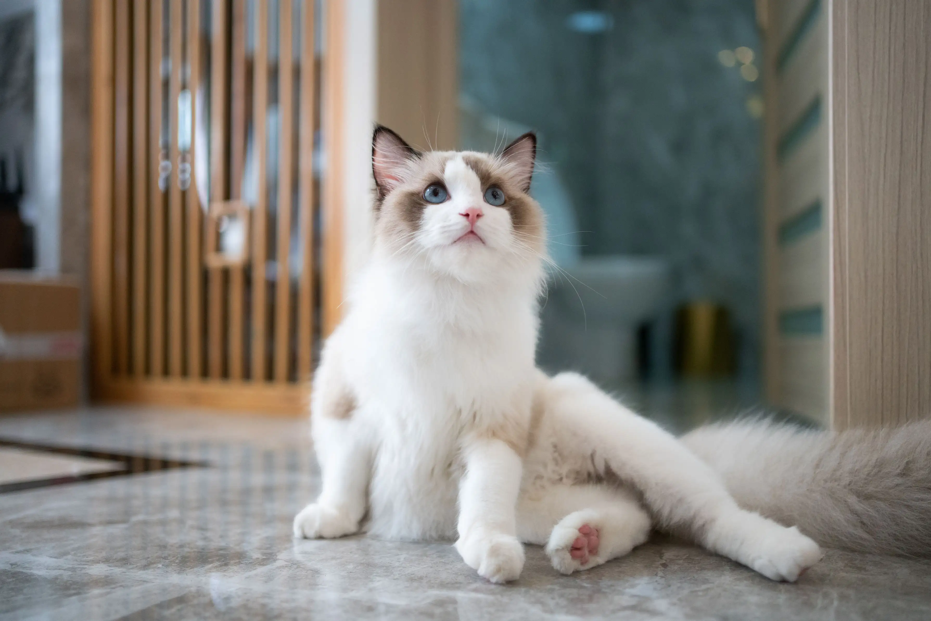 best cats breeds