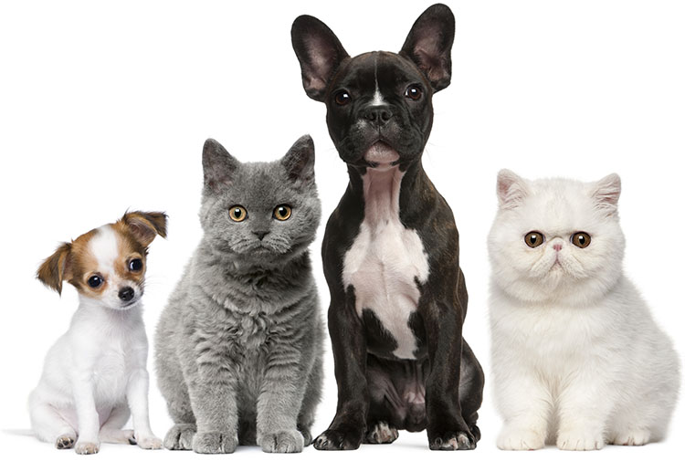 dog and cat breeders