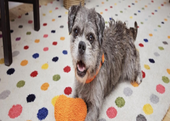 free home to home pet adoption near me