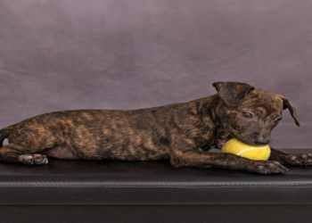 dachshund pitbull mix puppy