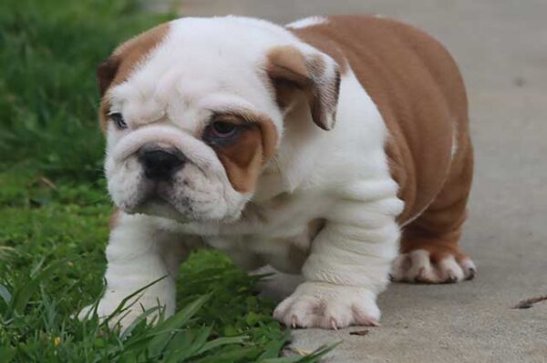 english bulldog puppies california