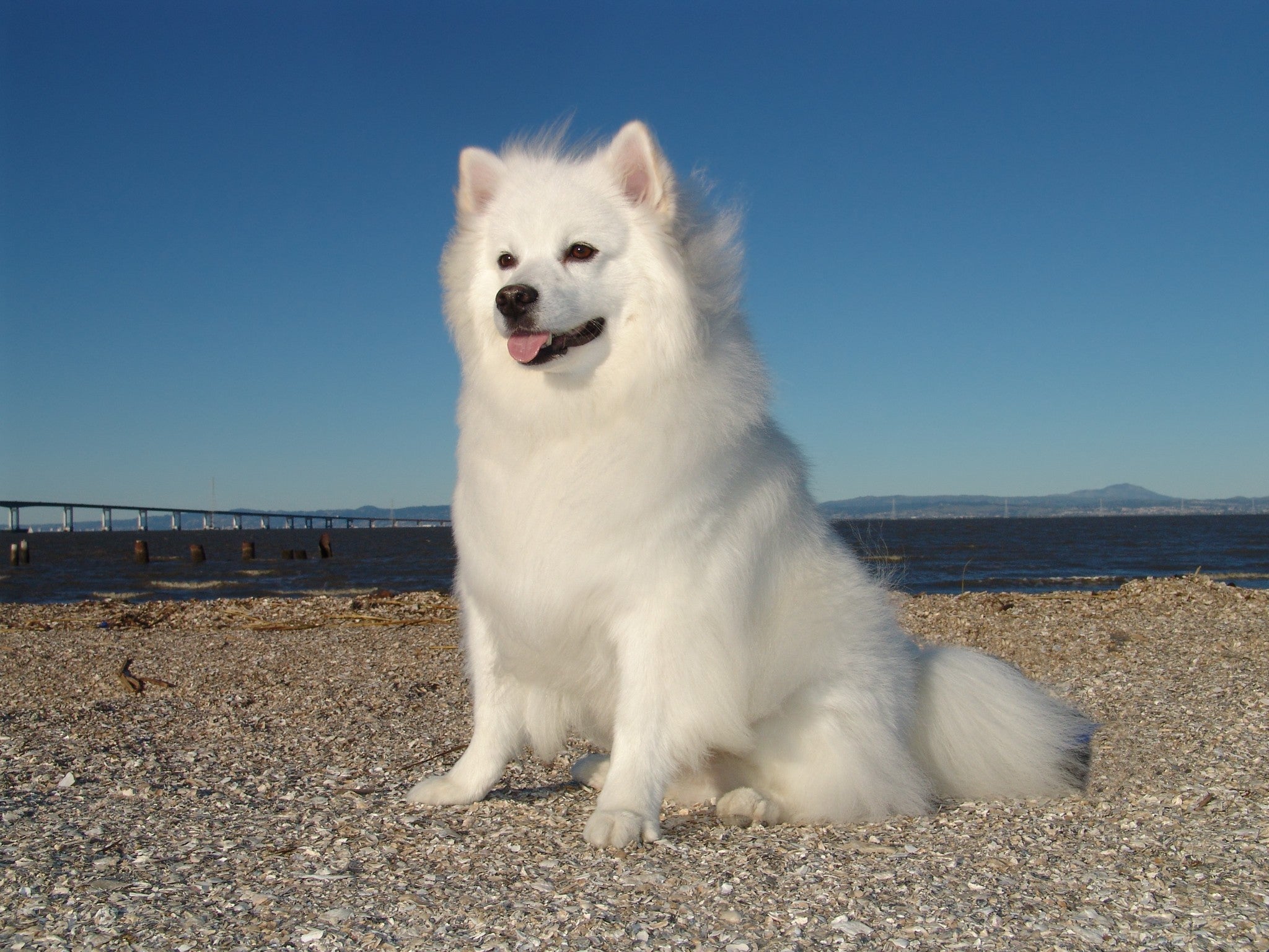 american eskimo adoption near me