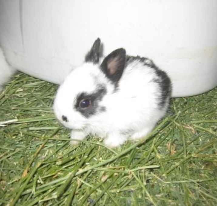 bunnies for sale at petsmart