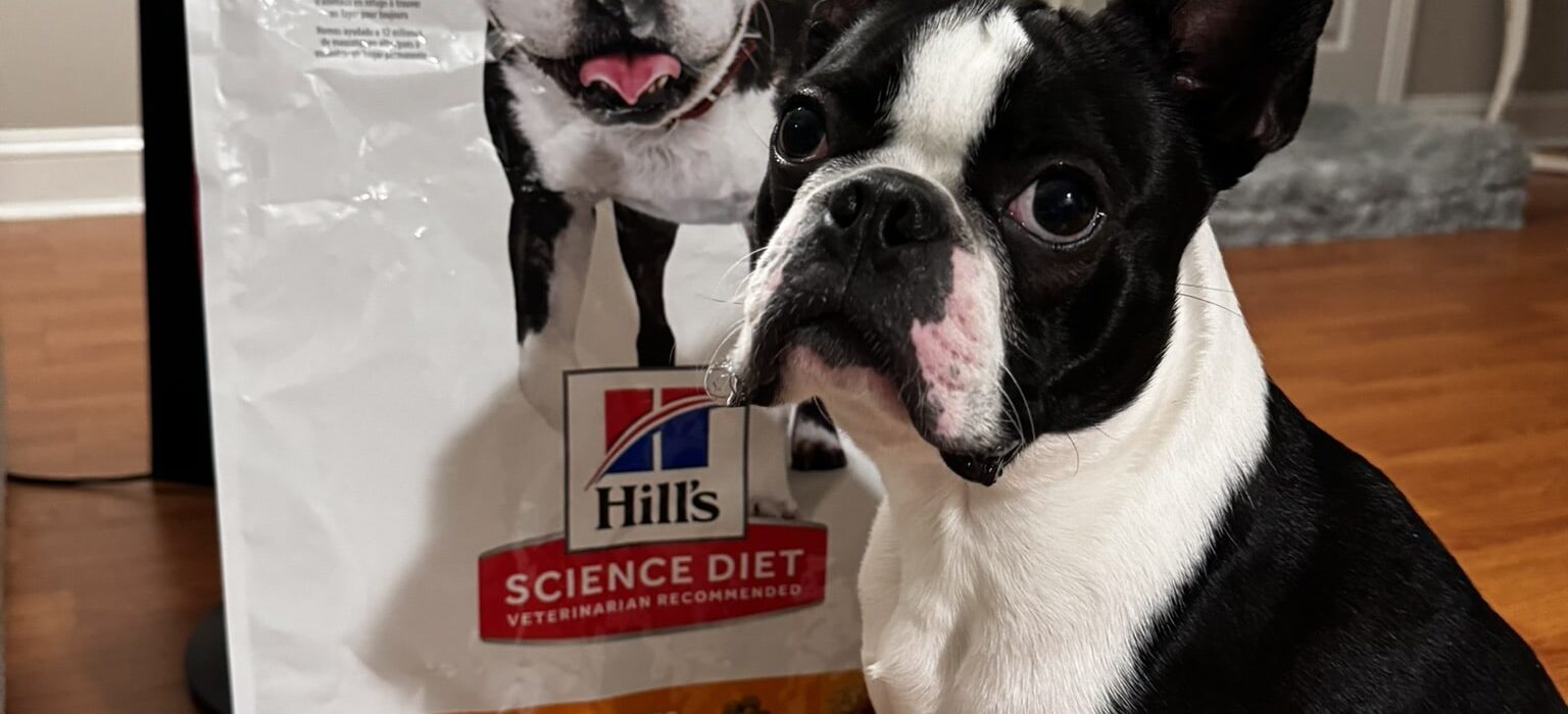 best dog food for boston terriers