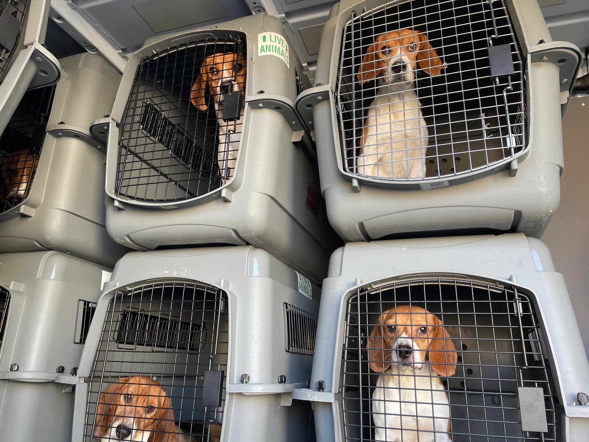rescued beagles