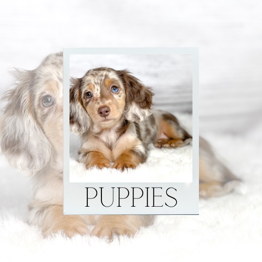 miniature dachshund breeders washington state