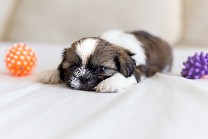 shih tzu newborn