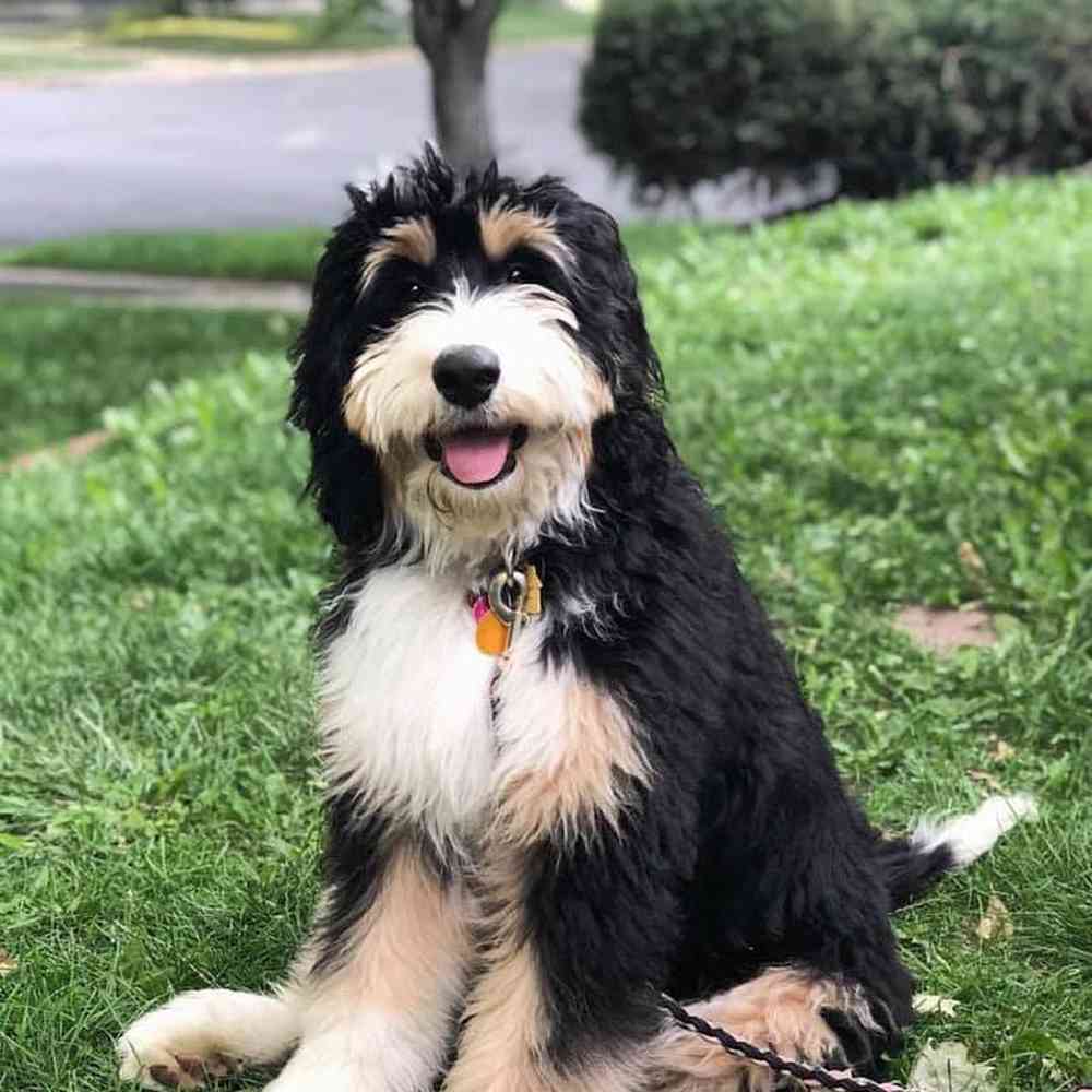 bernedoodle puppies washington