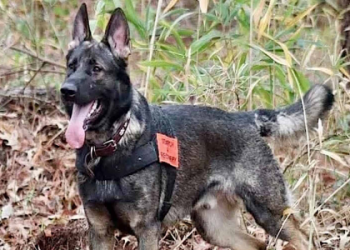 michigan german shepherd rescue