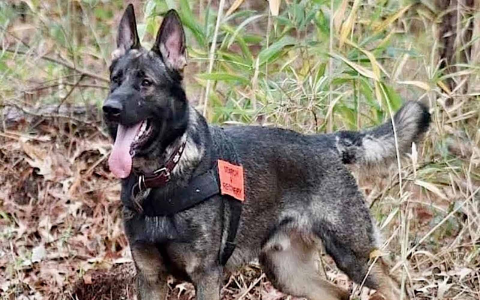 michigan german shepherd rescue