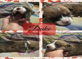 welsh corgi rescue michigan