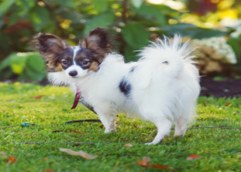 florida online puppies