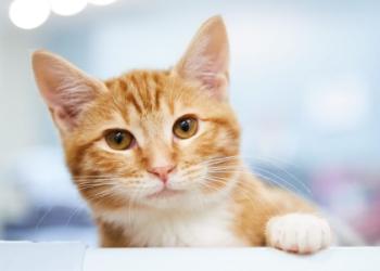 orange tabby cat breeders