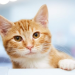orange tabby cat breeders