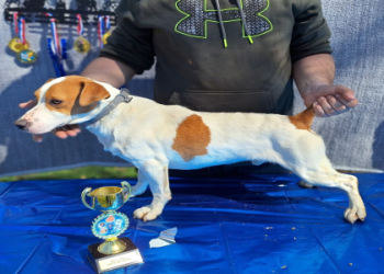 jack russell terrier puppies indiana