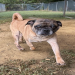 pug mixes for sale