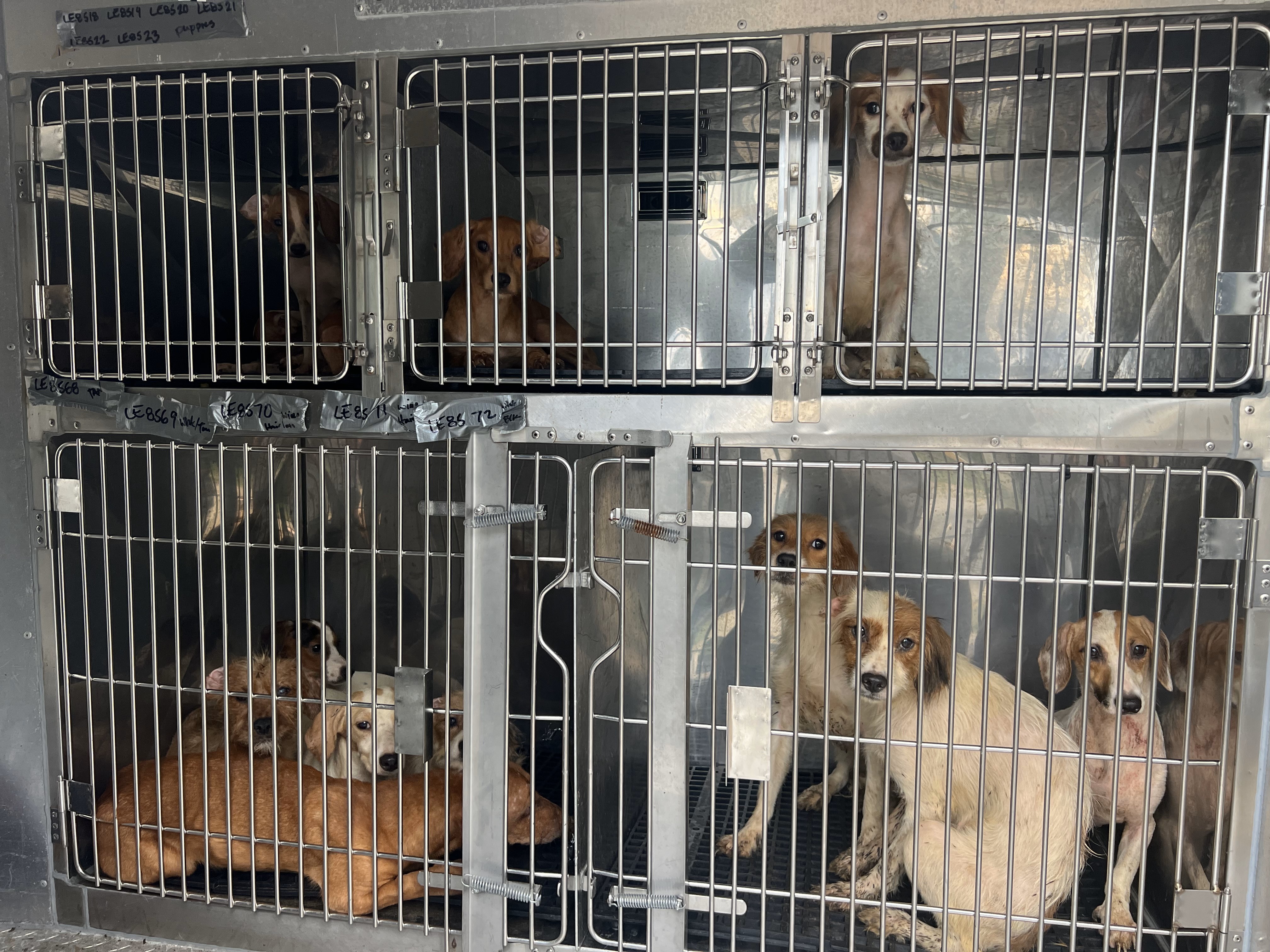 dog shelters near me within 20 mi